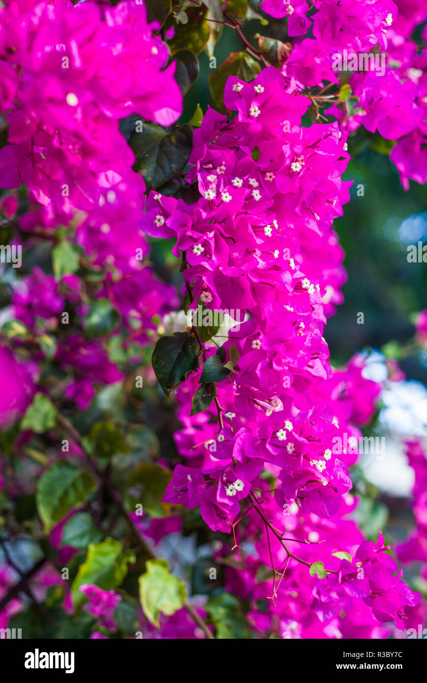 Saint Eustache. Oranjestad, fleurs de bougainvilliers Banque D'Images