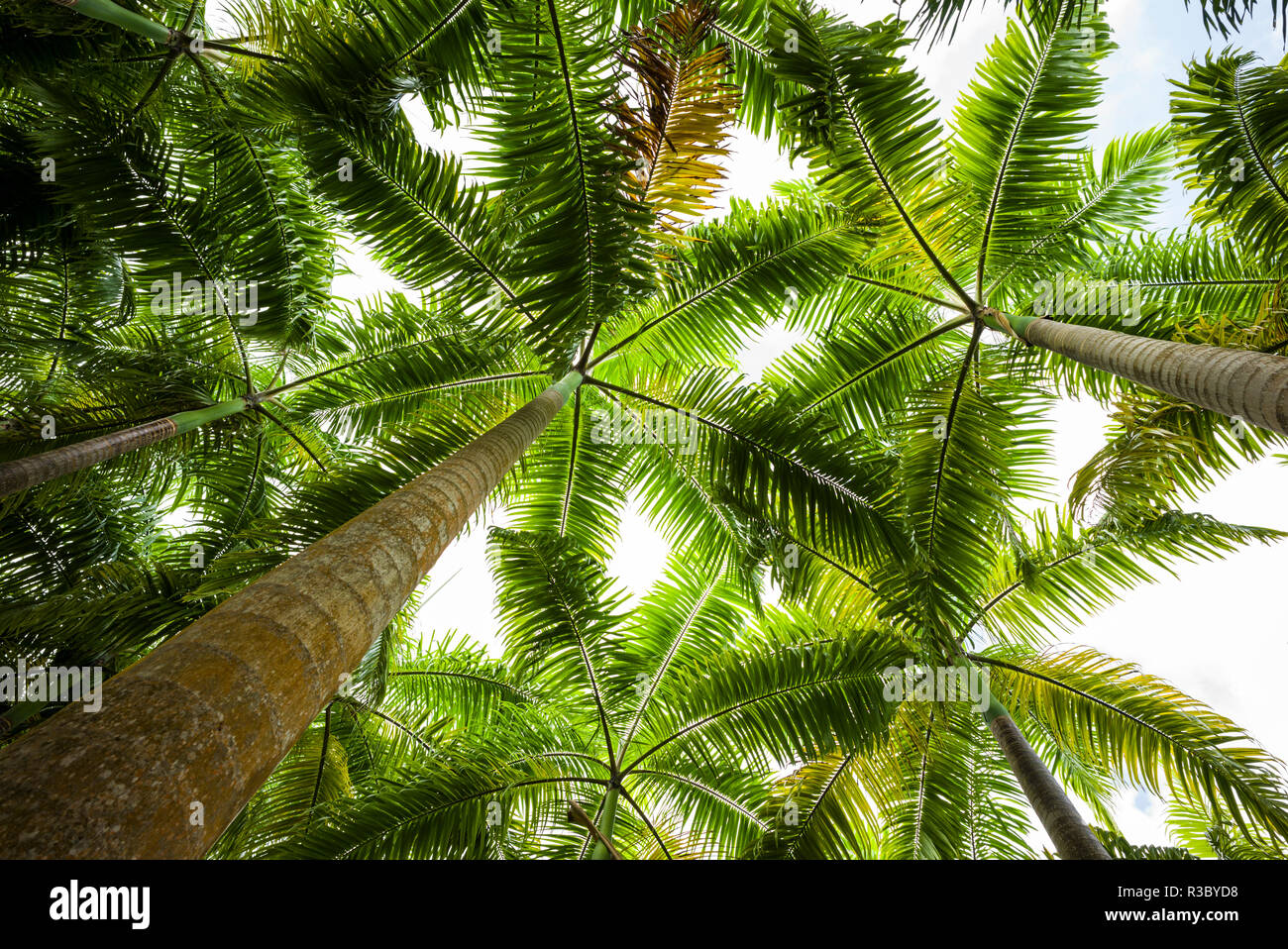 Saint Kitts et Nevis, Saint Kitts. Molineux, palm tree Banque D'Images
