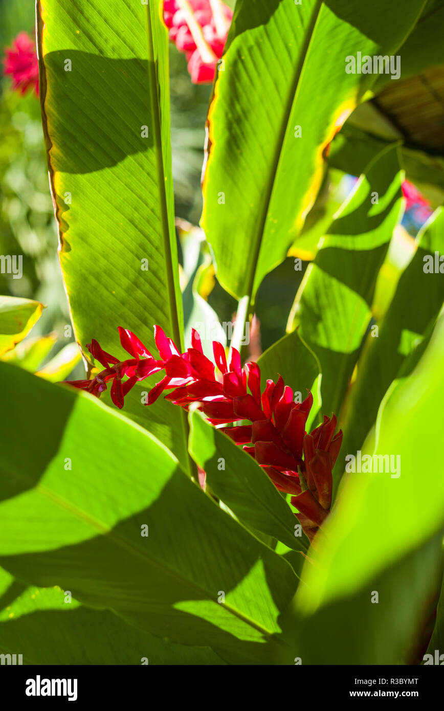 Les îles Vierges, Saint Thomas. Saint Pierre, Heliconia Banque D'Images