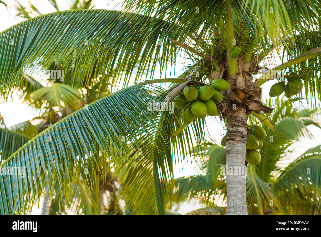 Antilles, Saint Martin. Baie Nettle, palmier, matin Banque D'Images