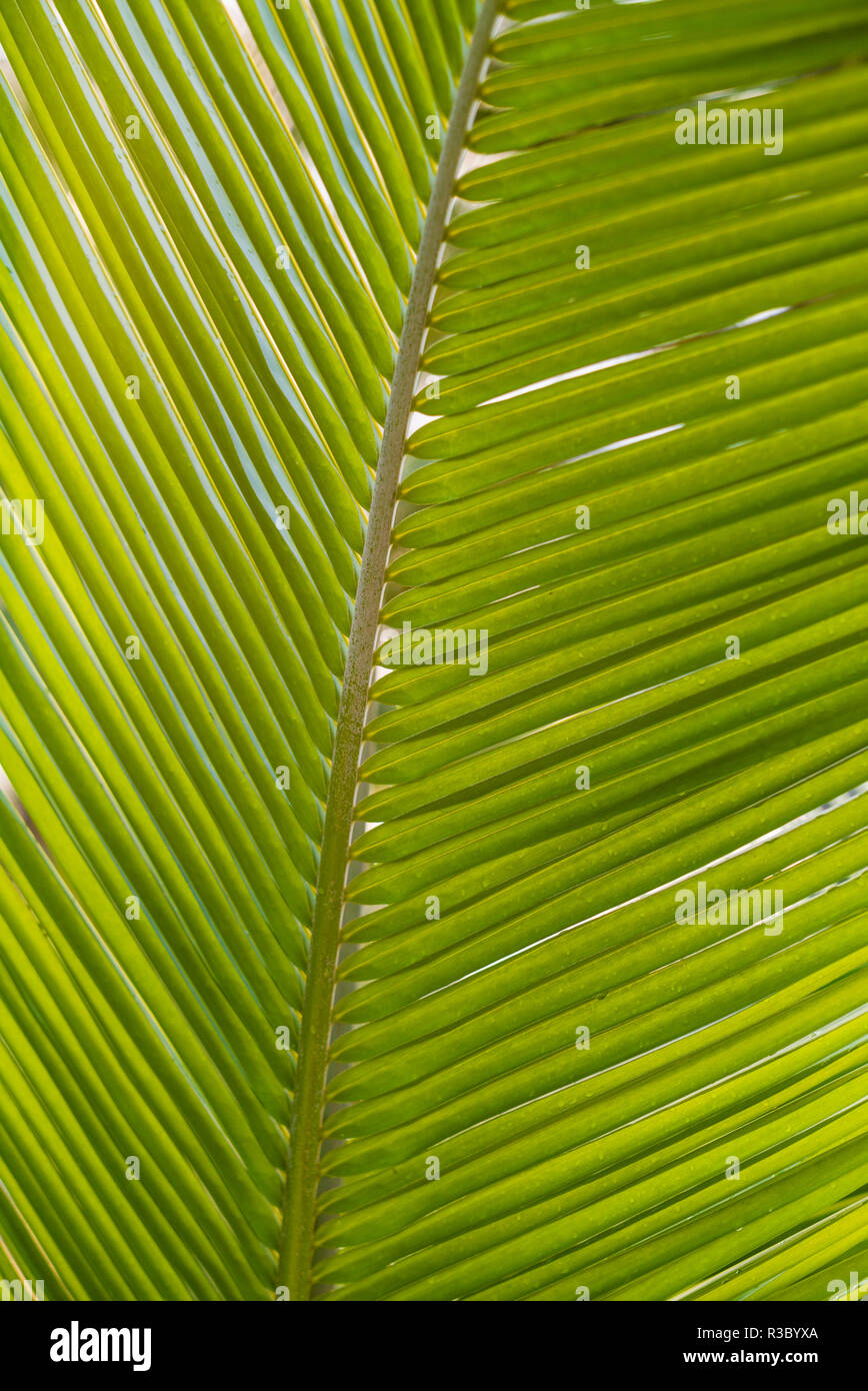 Antilles, Saint Martin. Baie Nettle, palmier, matin Banque D'Images