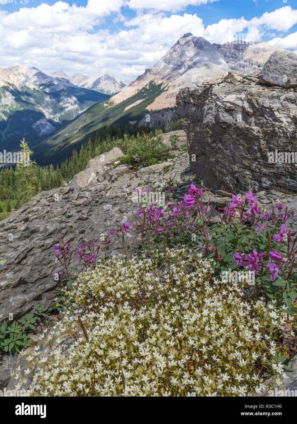 Le Canada, la Colombie-Britannique, l'East Kootenay Montagnes. Saxifrage à feuilles opposées et fireweed dans les montagnes. Banque D'Images