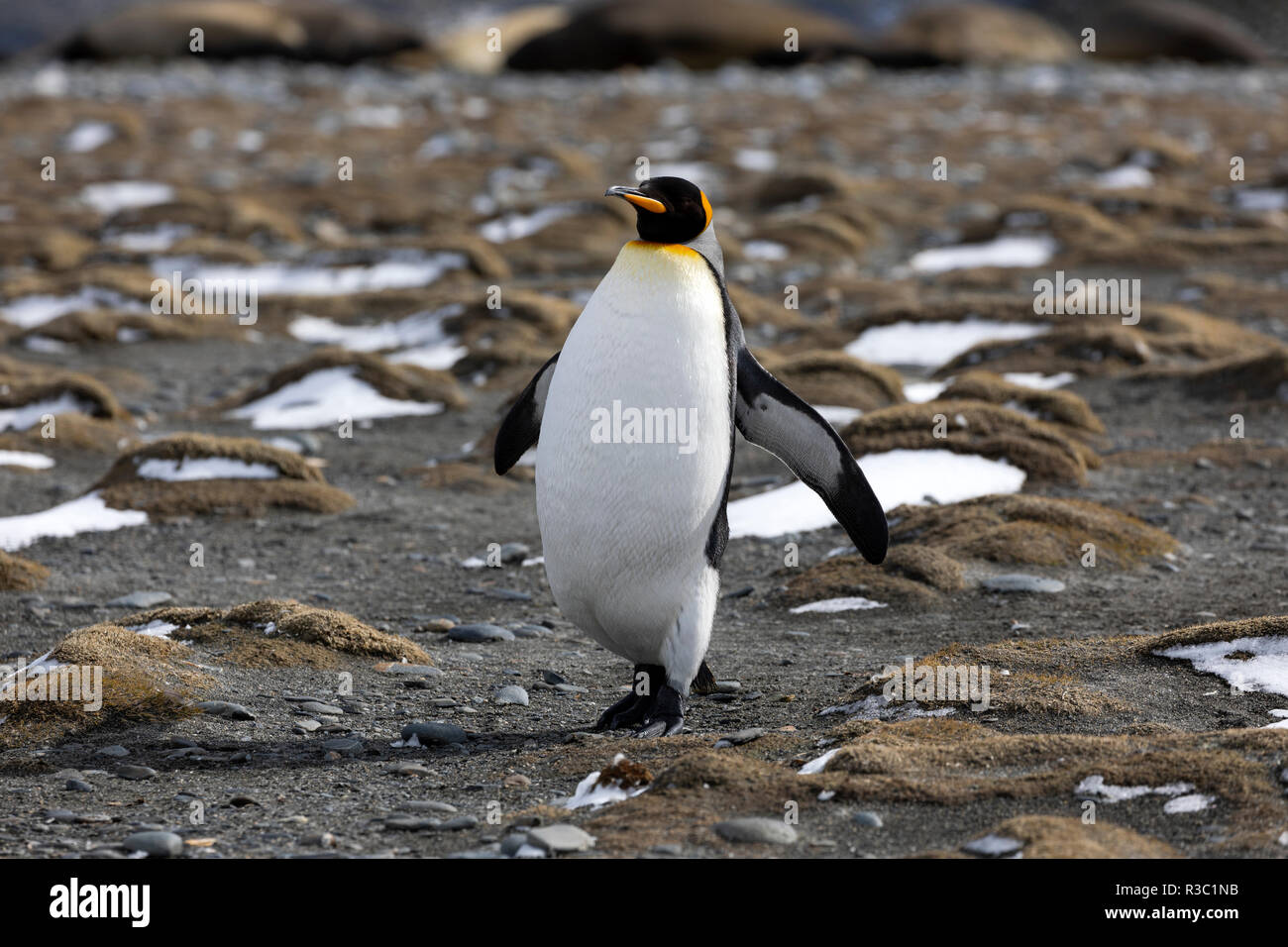 King Penguin fonctionne sur la plage de la plaine de Salisbury en Géorgie du Sud dans l'Antarctique Banque D'Images