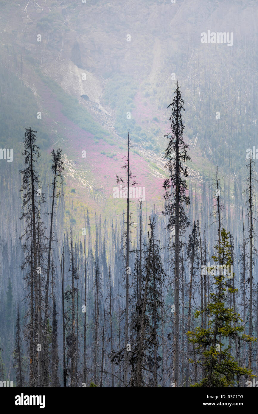 Le Canada, la Colombie-Britannique, le parc national Kootenay. Les arbres tués par un feu de forêt. Banque D'Images