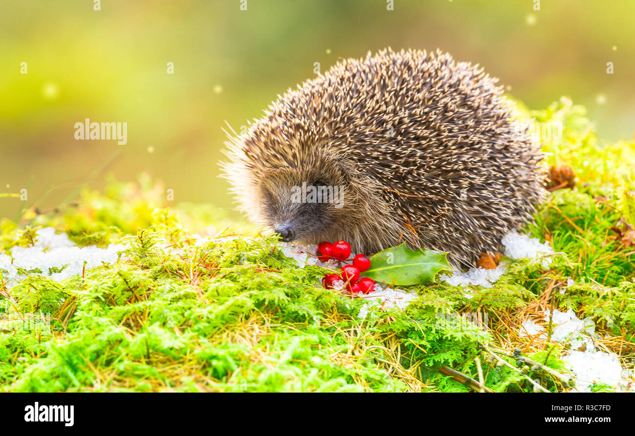 Hedgehog, sauvage, indigène, en hérisson européen Noël hiver scène avec mousse verte, fruits rouges et de la neige. Nom scientifique : Erinaceus europaeus. Banque D'Images