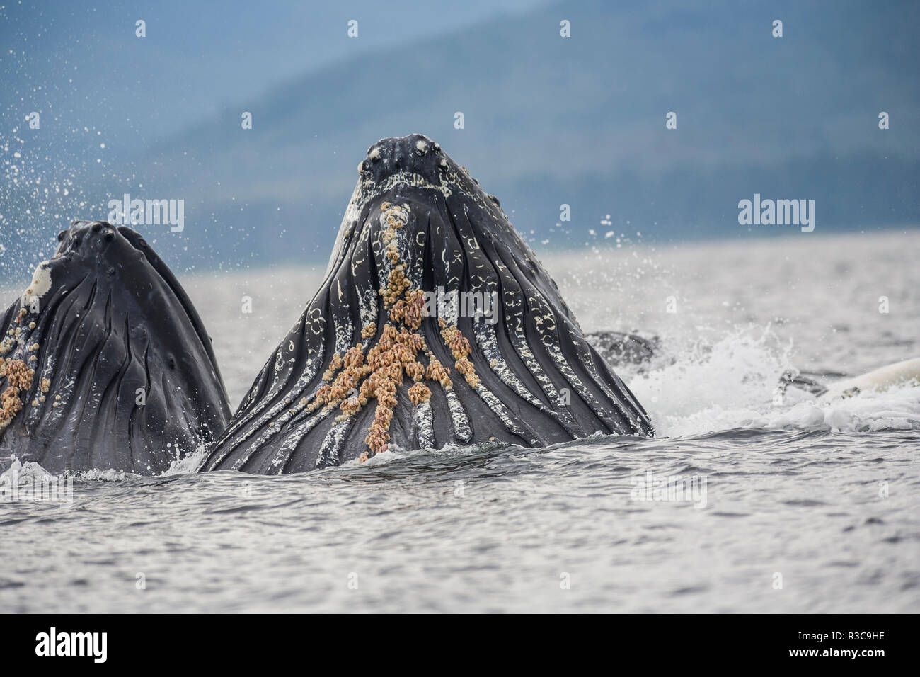 Sur une jambe (la bulle-net) nourrir les baleines à bosse (Megaptera novaeangliae), Inside Passage, Alaska, USA Banque D'Images
