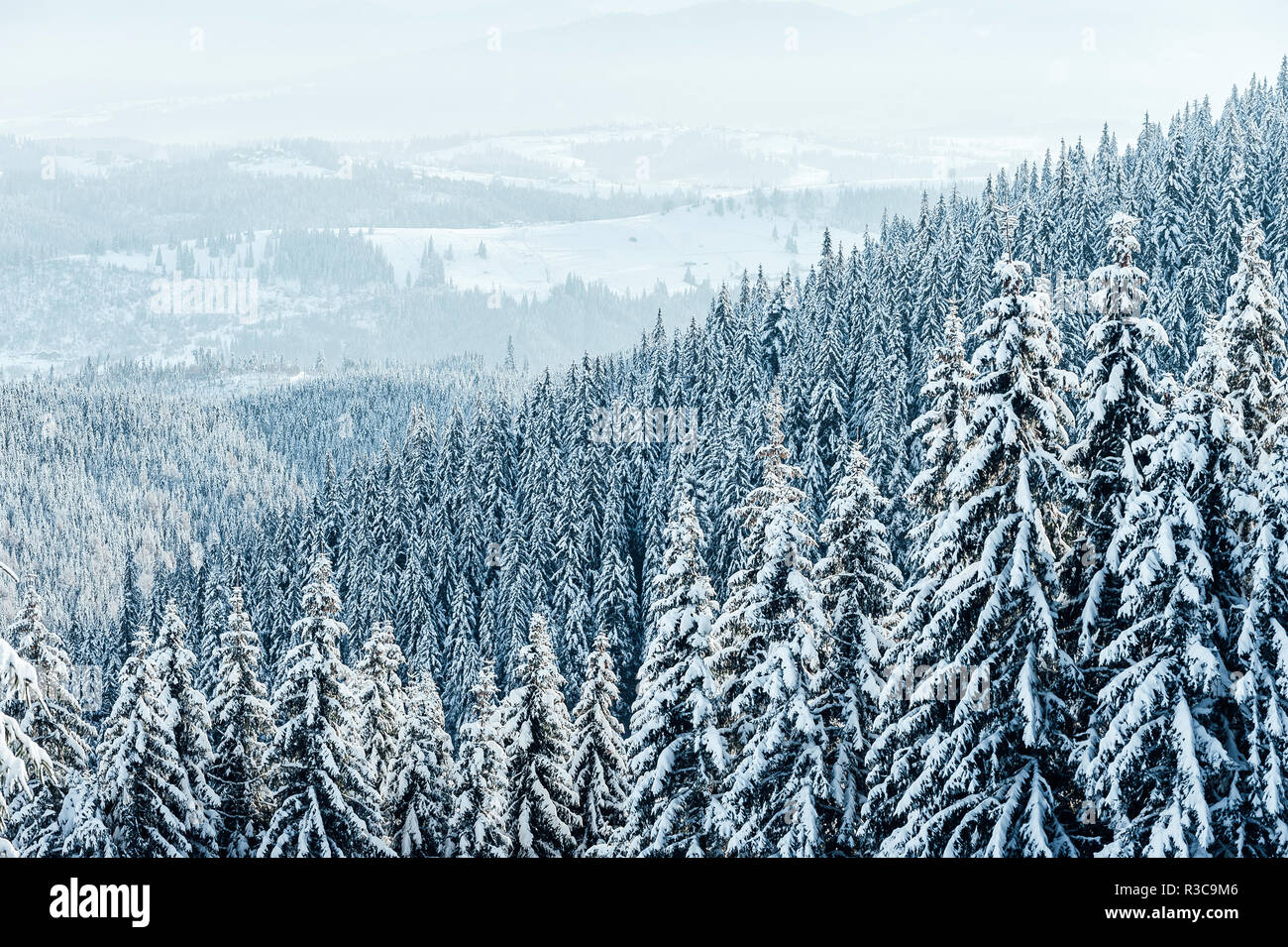 Fond de Noël avec les sapins enneigés et les fortes chutes de neige. Montagnes hiver paysage Banque D'Images