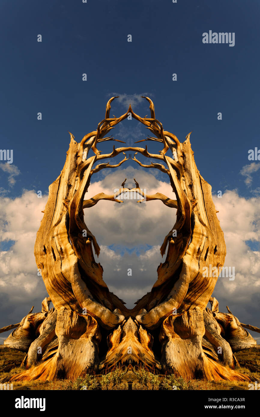 En miroir et renversé l'ancienne bristlecone pine tree au coucher du soleil, les montagnes Blanches, comté d'Inyo, en Californie. Pinus longaeva, Parc National du Grand Bassin Banque D'Images