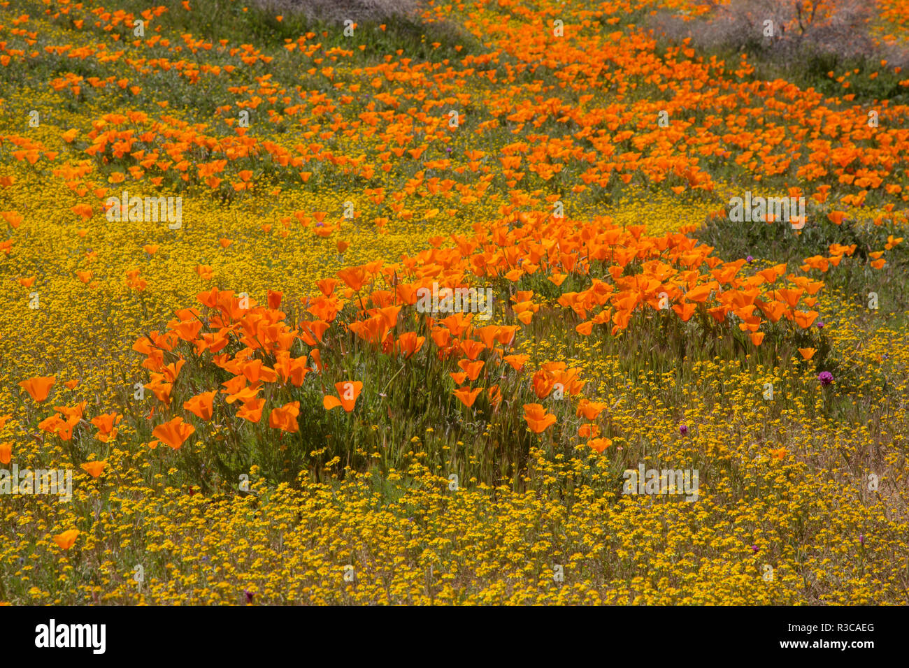 États-unis, Californie, désert de Mojave. Fleurs de pavot de Californie et goldfields couvrir champ. Banque D'Images