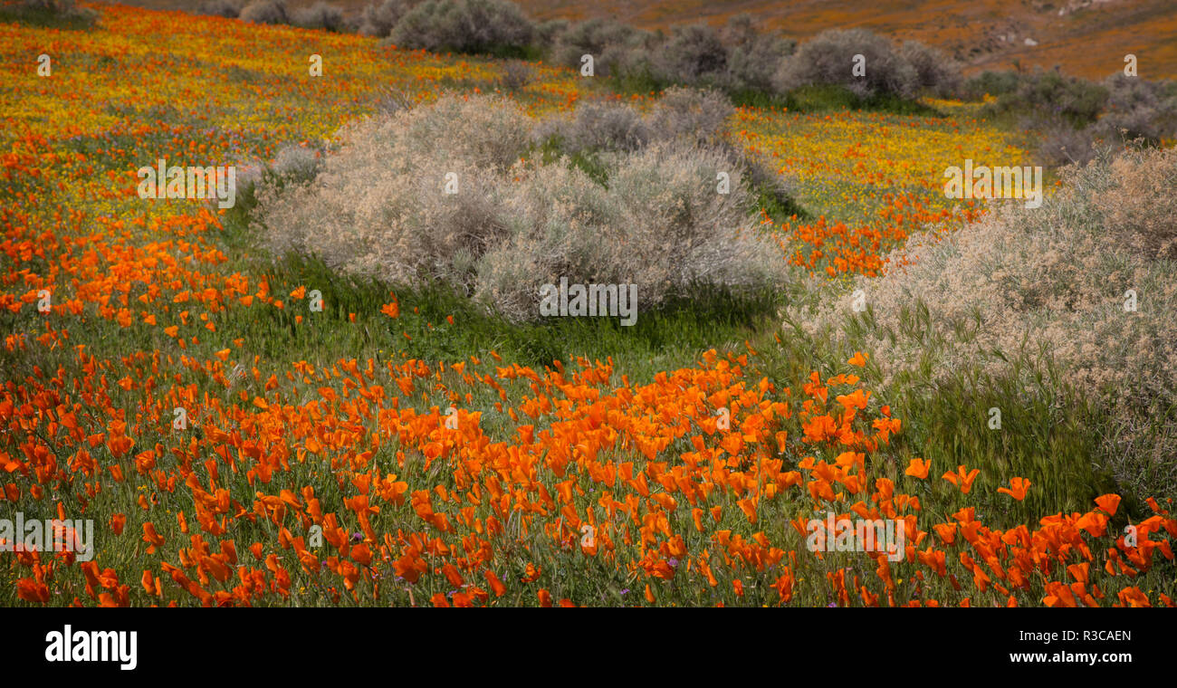 États-unis, Californie, désert de Mojave. Fleurs de pavot de Californie et goldfields couvrir champ. Banque D'Images