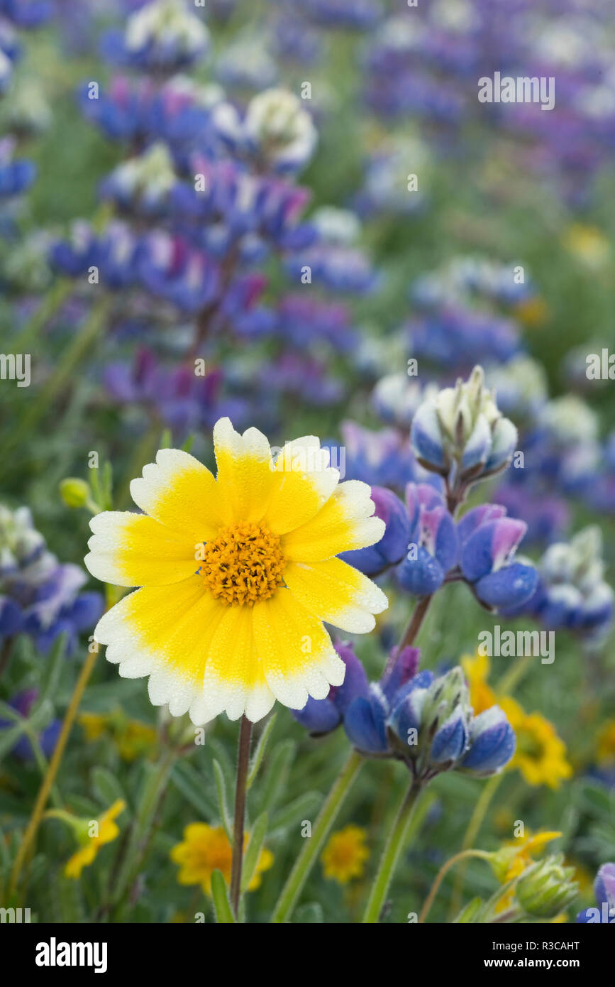 La Californie. Astuce Tidy (fleurs Layia platyglossa) se démarque dans un groupe de Sky Le lupin (Lupinus nanus) dans une prairie de la Sierra Foothills. Banque D'Images