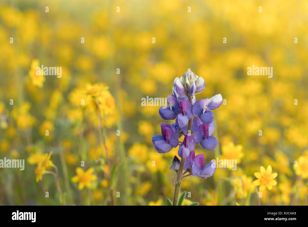 Douglas, Lupin Lupinus nanus, fleurit au milieu d'un jaune vif, Goldfields Lasthenia californica, dans la Sierra Foothills, en Californie. Banque D'Images