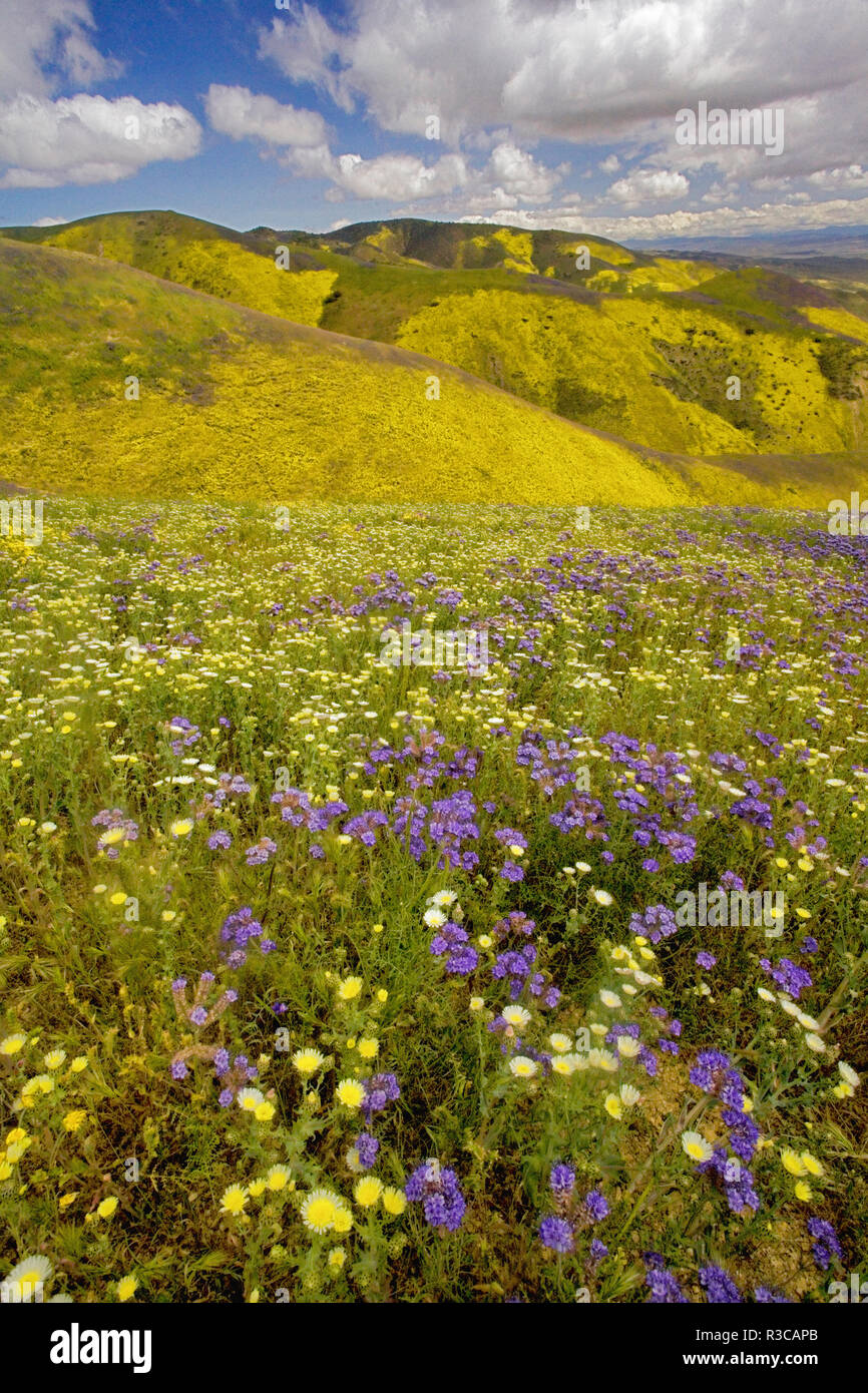 États-unis, Californie, Carrizo Plain National Monument, fleurs sauvages Banque D'Images