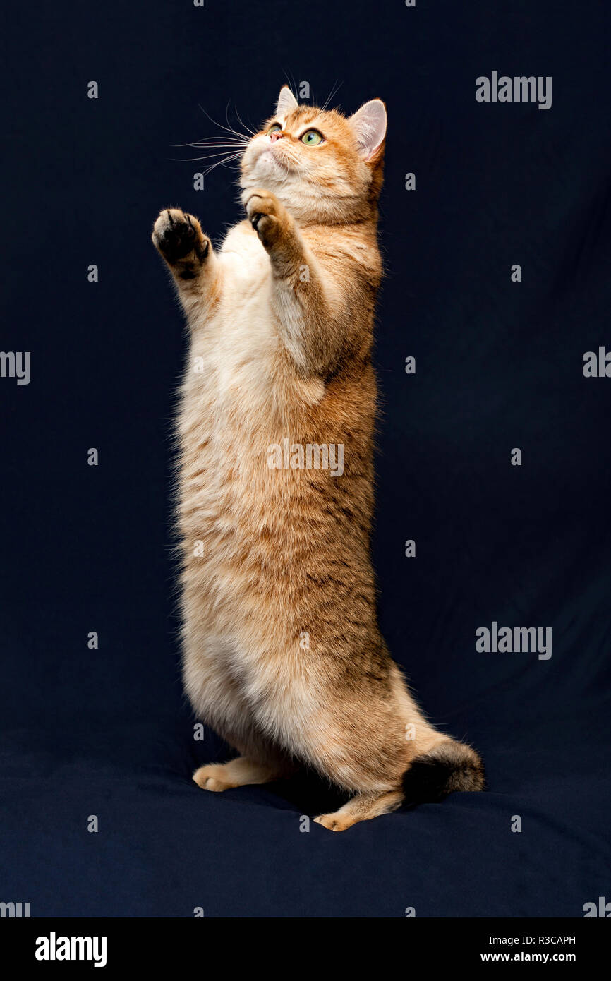 Chat Mignon Se Dresse Sur Ses Pattes Arriere Magnifique Chat Britannique Aux Yeux Verts Debout Sur Ses Pattes Arriere En Haut Photo Stock Alamy Chat Mignon Se Dresse Sur Ses Pattes Arriere Magnifique Chat Britannique Aux Yeux Verts Debout Sur Ses Pattes Arriere En Haut Photo Stock Alamy