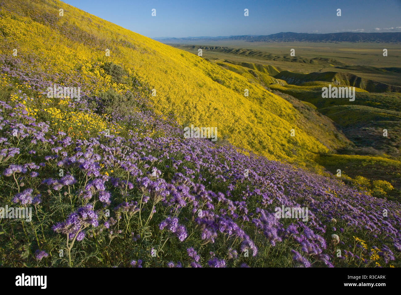 États-unis, Californie, Carrizo Plain National Monument, fleurs sauvages Banque D'Images