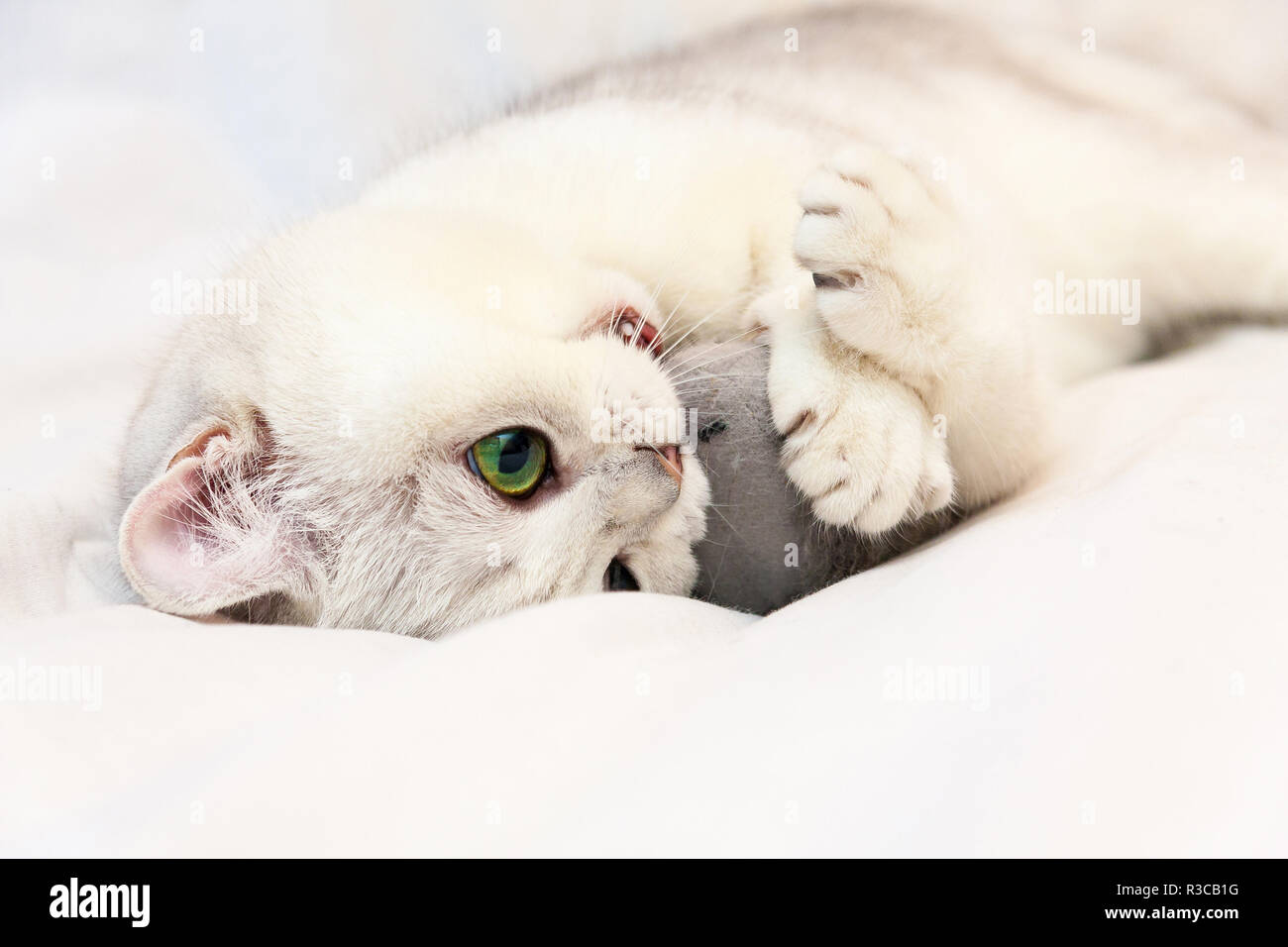 Un mignon petit chat blanc à jouer avec un jouet, un Britannique d'adorables chats espiègles yeux vert se trouve sur une couverture blanche serrant le jouet de pattes et de morsures de la souris Banque D'Images