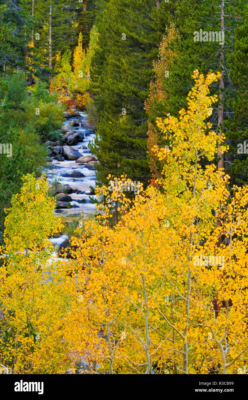 La couleur de l'automne le long de la fourche sud de Bishop Creek, Inyo National Forest, la Sierra Nevada, en Californie, USA Banque D'Images