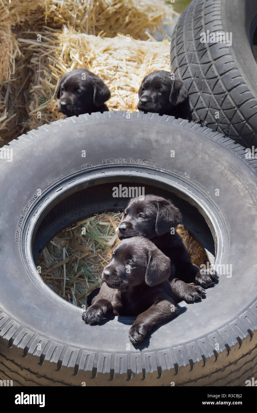 Quatre chiots Labrador noir jouant dans un pneu (PR) Banque D'Images