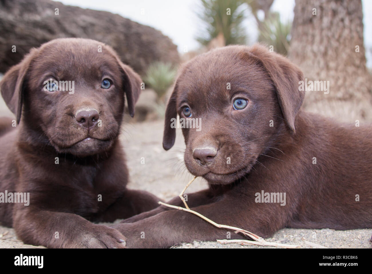 Deux chiots Labrador Retriever Chocolat jouant (PR) Banque D'Images