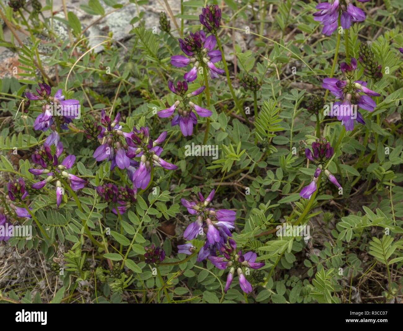 Astragale alpin, Astragalus alpinus en forme de l'Arctique, au nord de la Suède. Banque D'Images