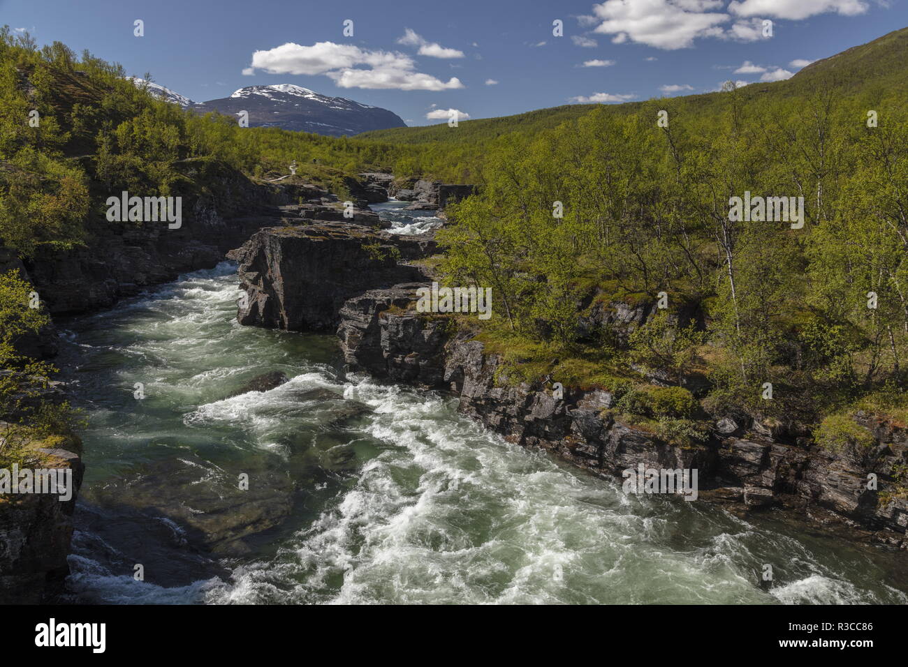 Le canyon et la rivière Abiskojåkka ; Abisko National Park, en Suède. Site de plantes rares. Banque D'Images