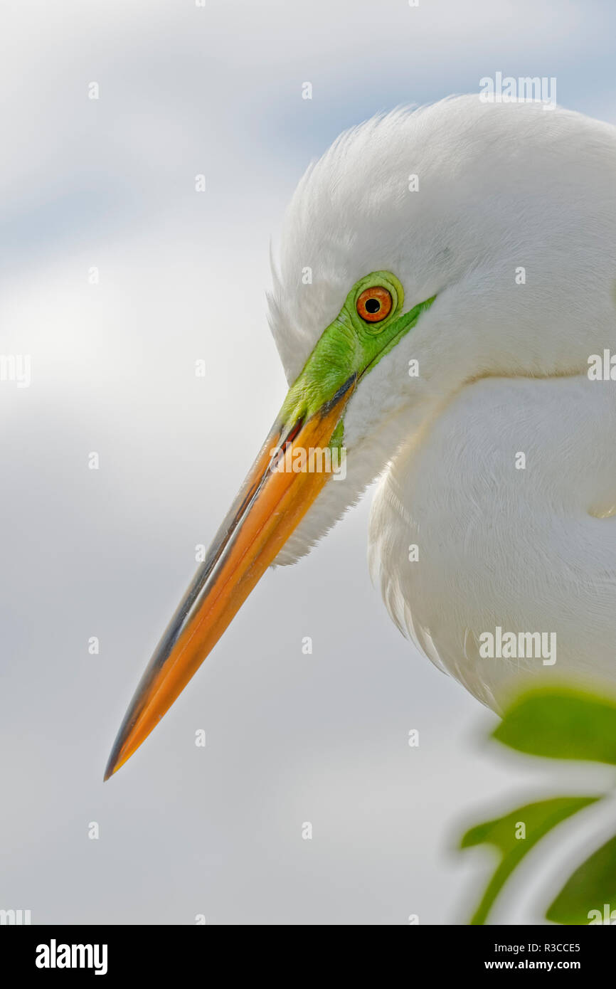 Homme Grande aigrette Ardea alba, en Floride. Banque D'Images
