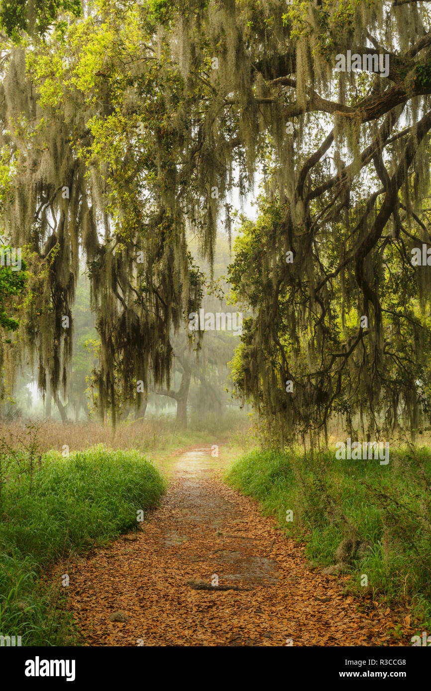 Sentier sous live oaks drapés de mousse espagnole au lever du soleil, cercle B Bar Réserver, comté de Polk, près de Lakeland, en Floride. Banque D'Images