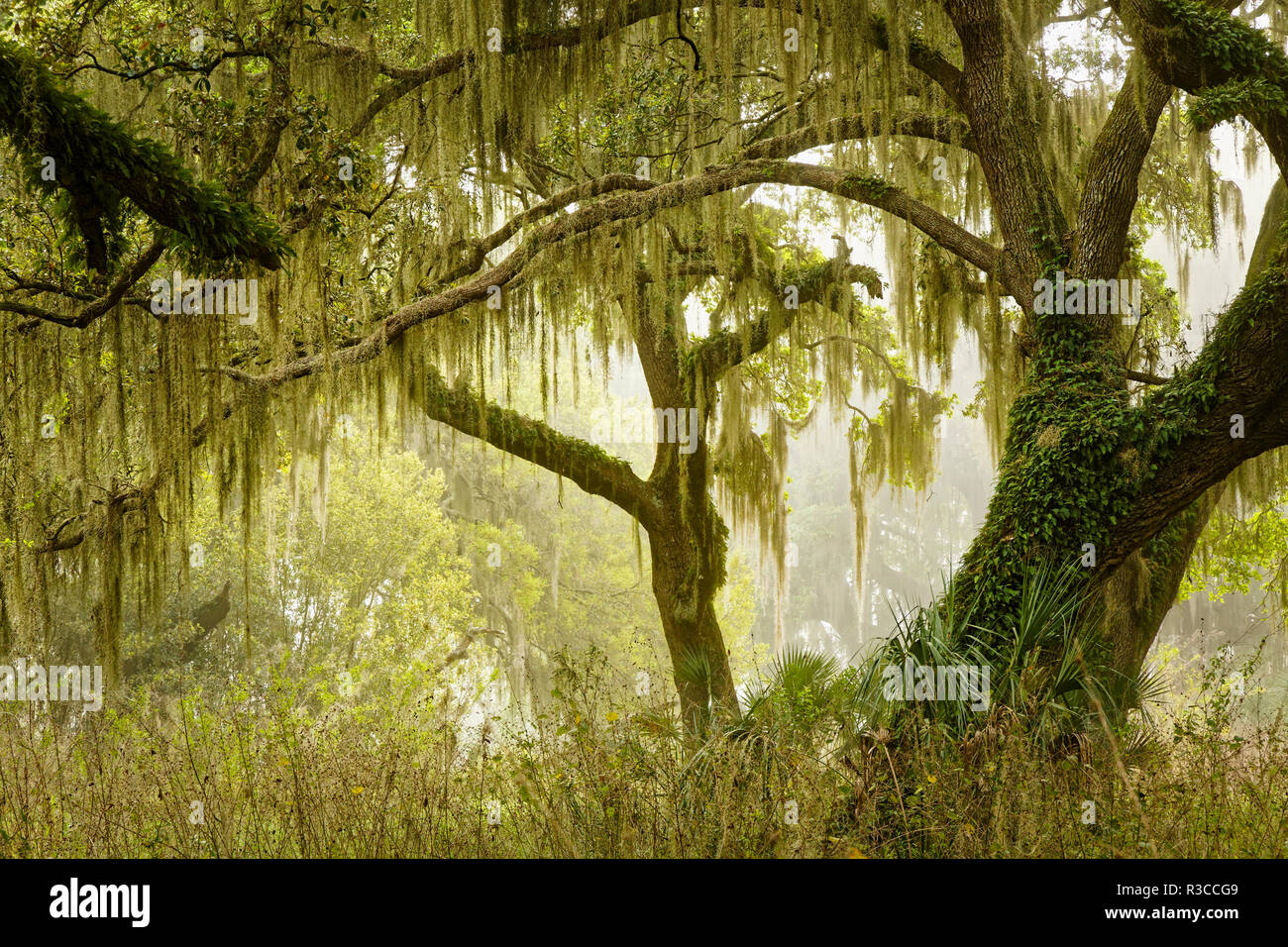 Live oaks drapés de mousse espagnole au lever du soleil, cercle B Bar Réserver, comté de Polk, près de Lakeland, en Floride. Banque D'Images