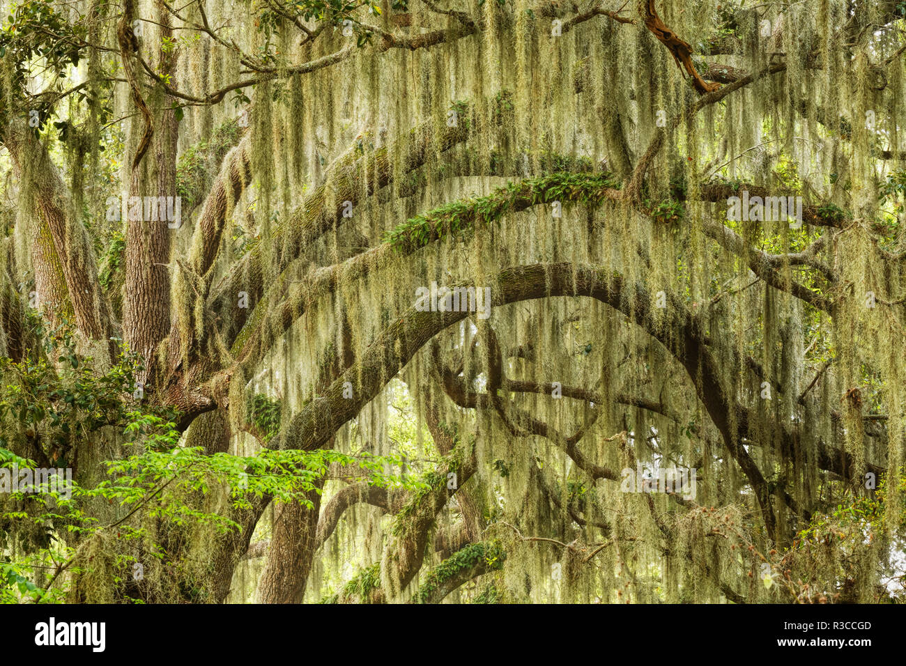 Live oaks drapés de mousse espagnole au lever du soleil, cercle B Bar Réserver, comté de Polk, près de Lakeland, en Floride. Banque D'Images