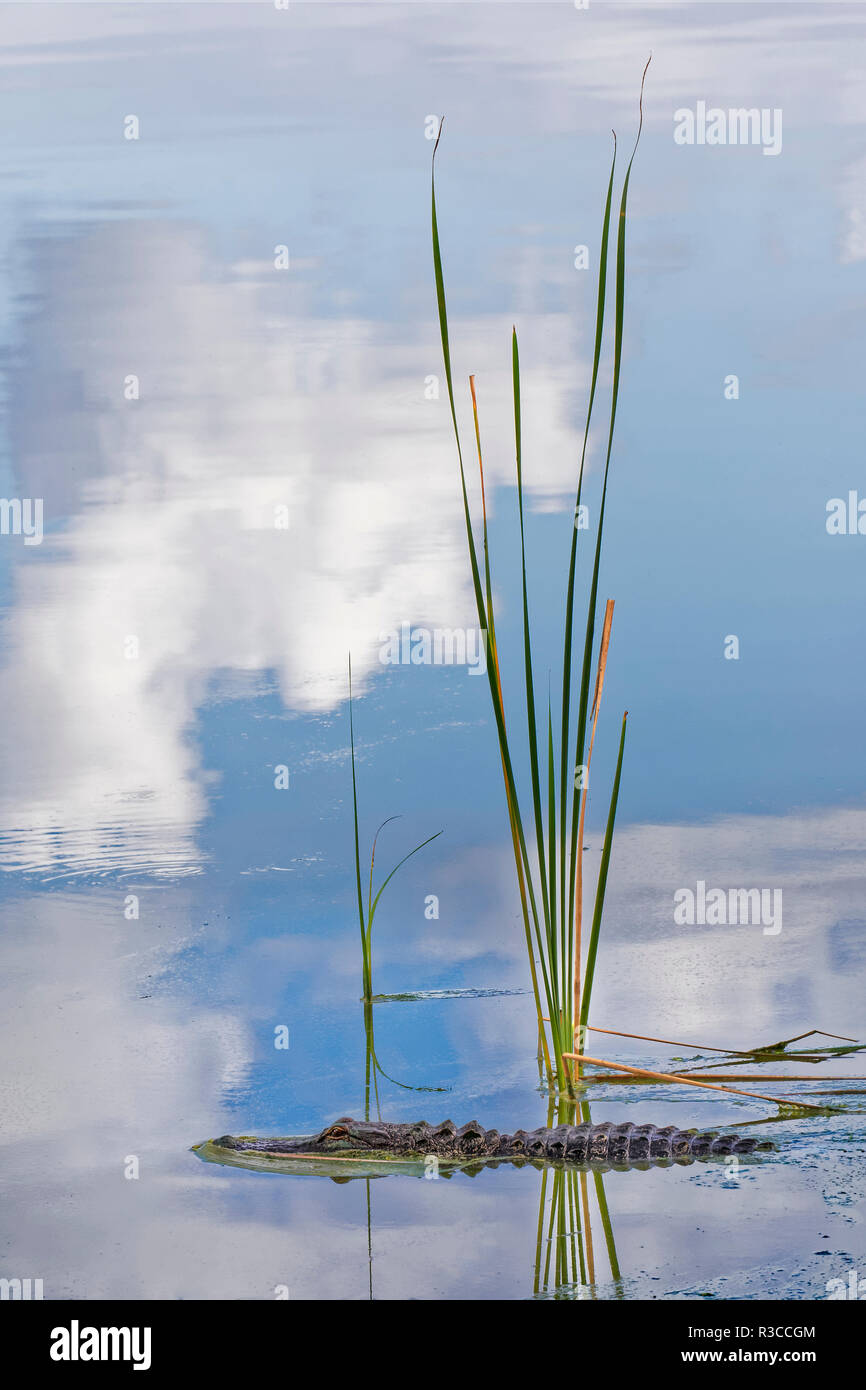 Alligator et réflexion ciel, Alligator mississippiensis, cercle B Bar Réserver, près de Lakeland, en Floride. Banque D'Images