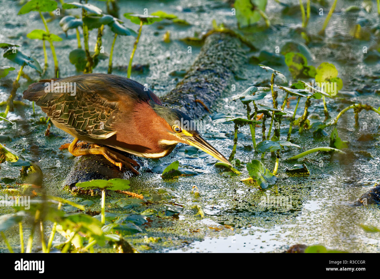 Le héron vert Butorides virescens, pêche Circle B Bar Réserver, Lakeland, Floride. Banque D'Images