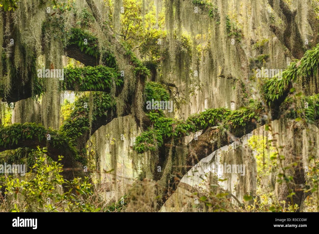 Sentier sous live oaks drapés de mousse espagnole au lever du soleil, cercle B Bar Réserver, comté de Polk, près de Lakeland, en Floride. Banque D'Images