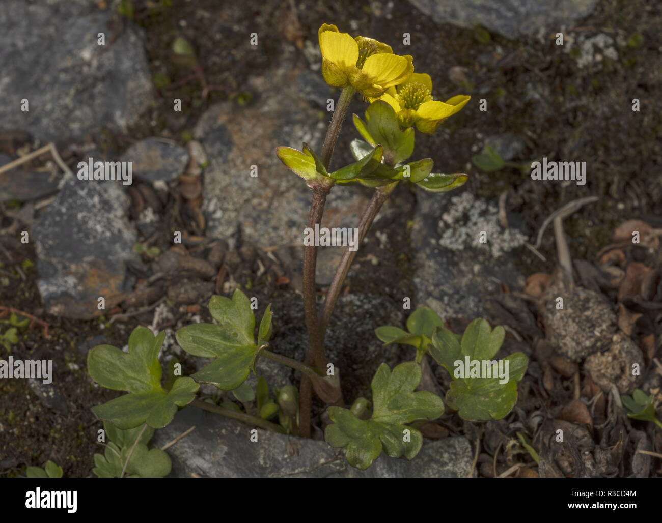 Snow Buttercup, Ranunculus nivalis, la floraison comme la neige fond dans la toundra arctique. La Suède. Banque D'Images