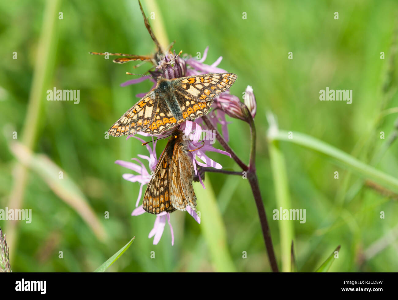Marsh Fritillary, Lincolnshire Banque D'Images
