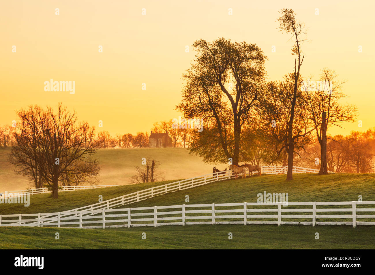 Chevaux au lever du soleil, Shaker Village de Pleasant Hill, Harrodsburg, Kentucky Banque D'Images