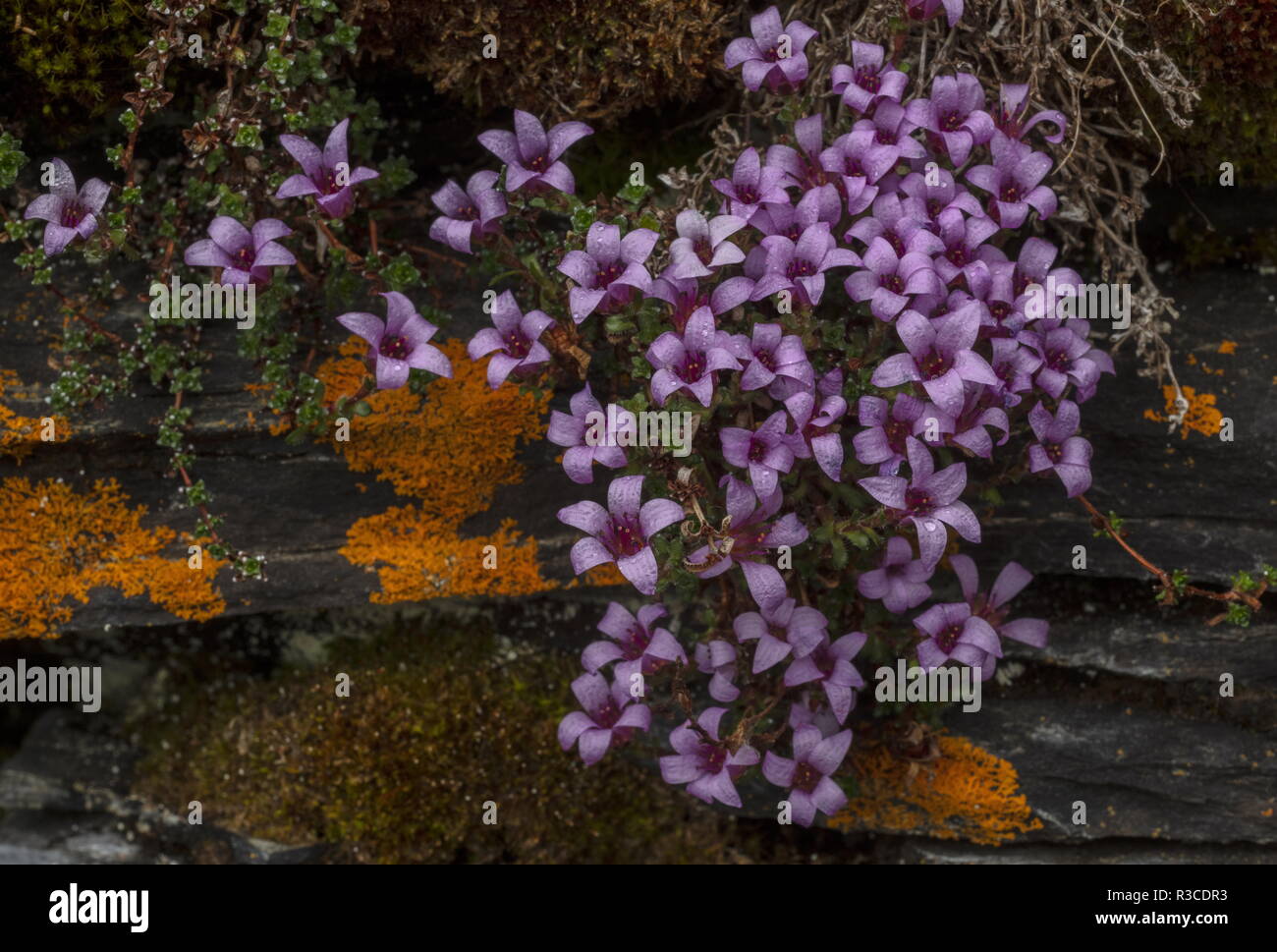 La saxifrage à feuilles opposées, Saxifraga oppositifolia en fleur sur falaise humide, Abisko, arctique en Suède. Banque D'Images