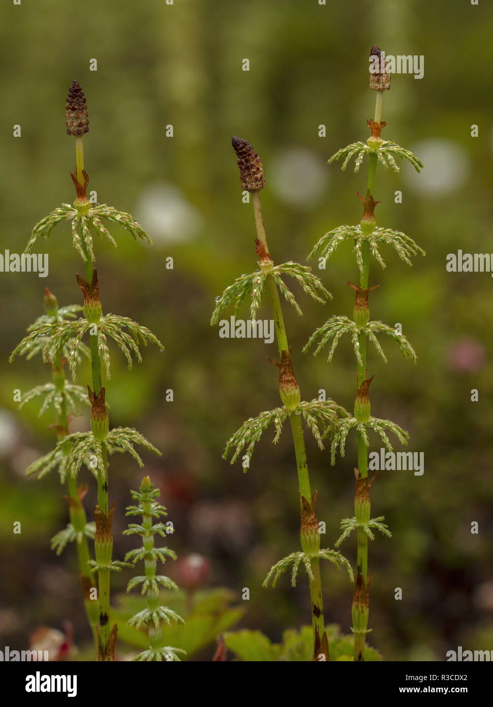 La prêle des bois Equisetum sylvaticum, frondes fertiles avec les cônes. Banque D'Images