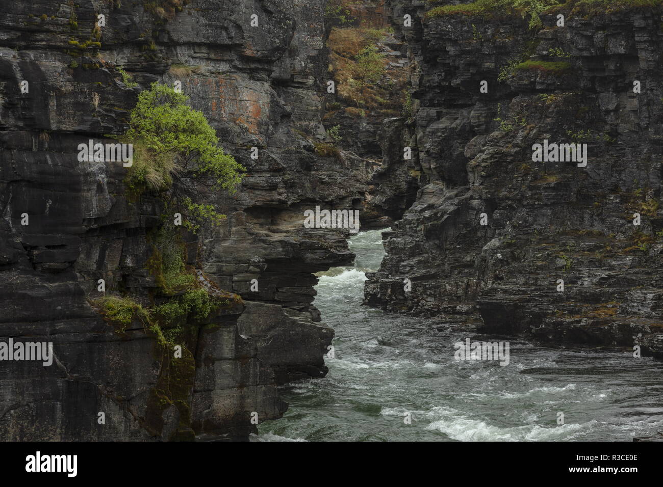 Le canyon et la rivière Abiskojåkka ; Abisko National Park, en Suède. Site de plantes rares. Banque D'Images