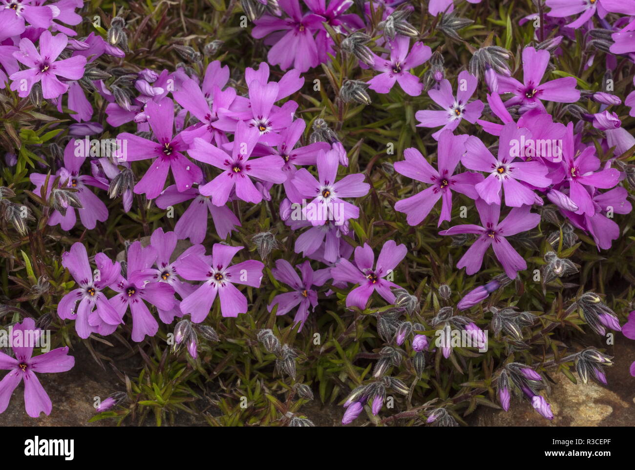 Creeping phlox, Phlox subulata, en fleurs. Centre des USA. Banque D'Images