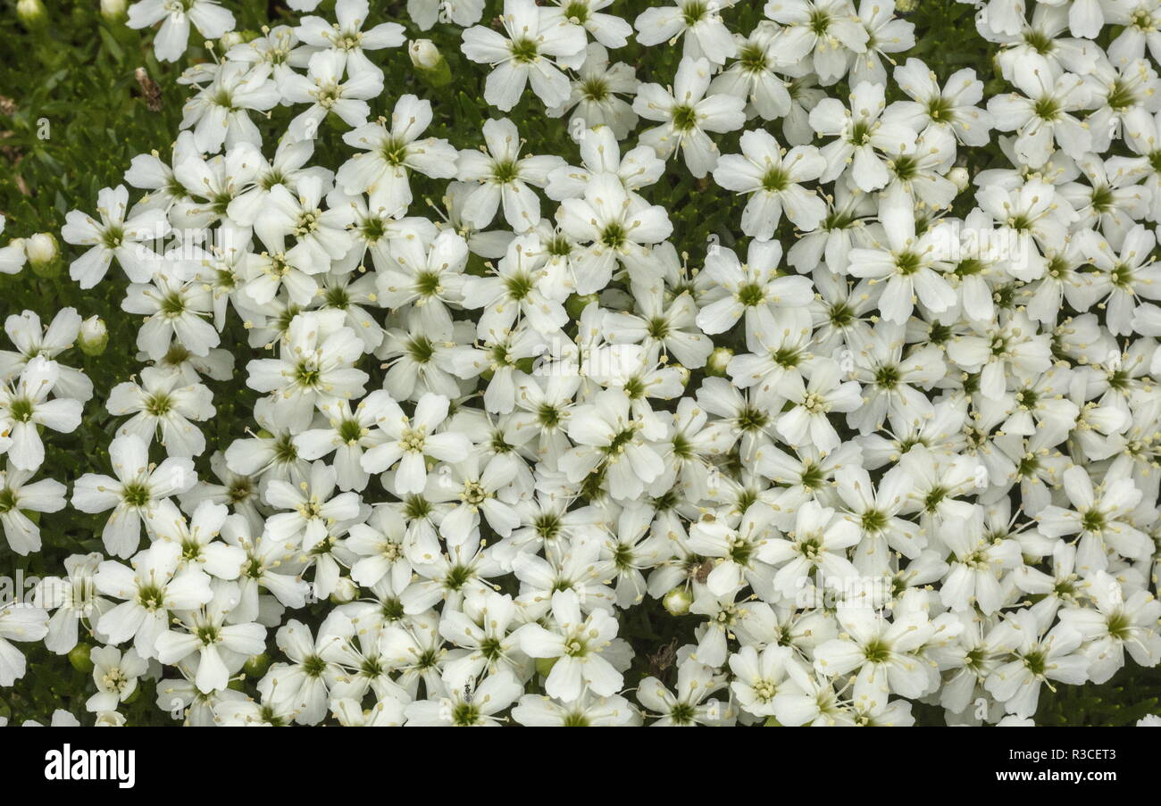 À fleurs blanches sous forme de silène acaule, Silene acaulis, Norvège. Banque D'Images