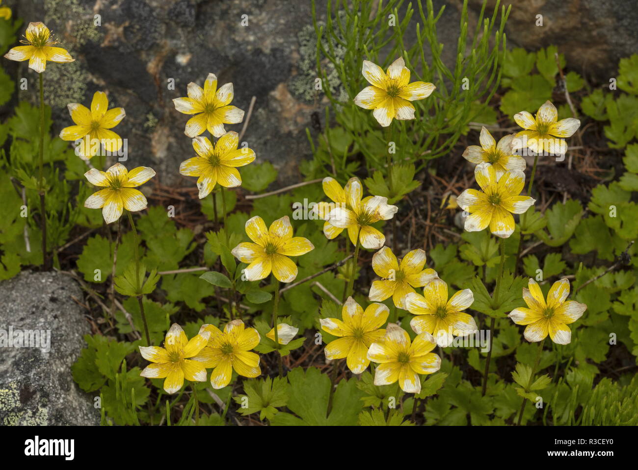 Arum creticum jaune, Anemone richardsonii, en fleurs ; l'Arctique canadien. Banque D'Images