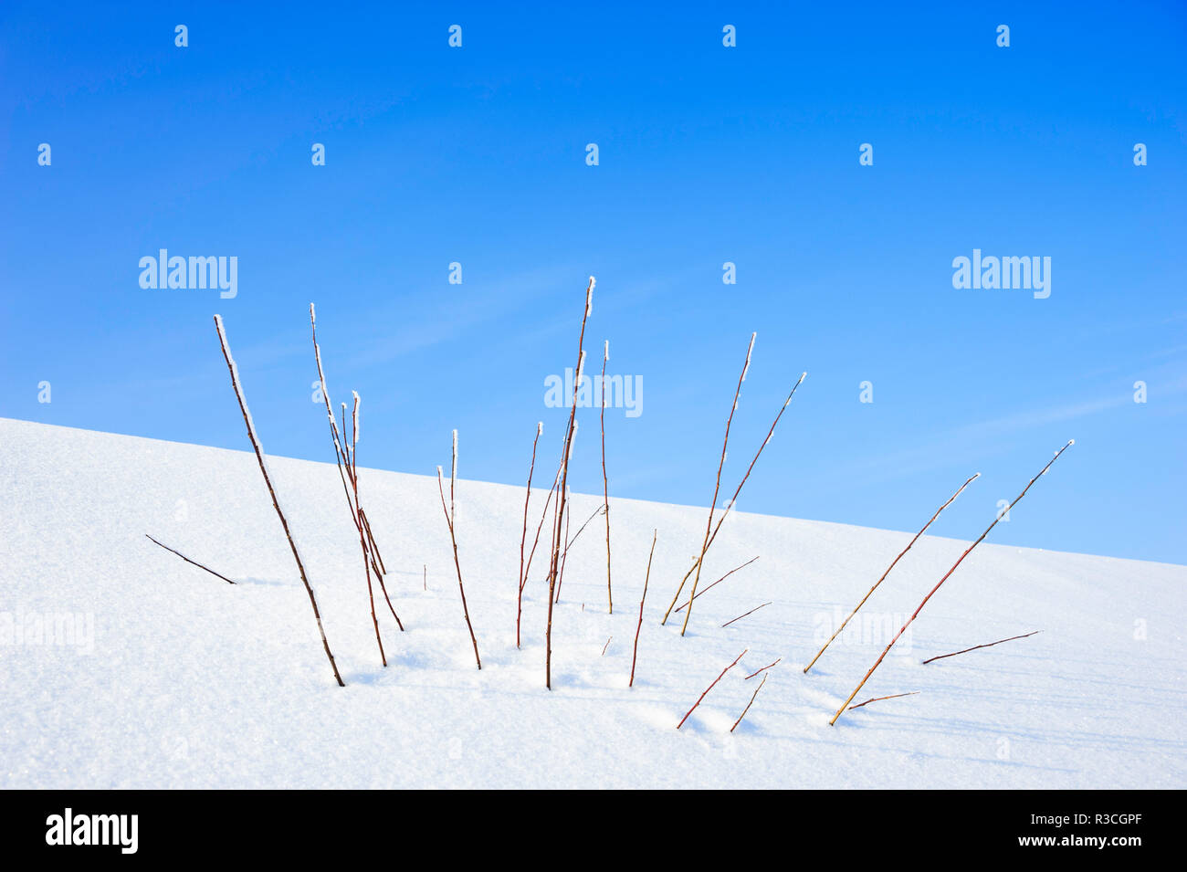 Bush Willow dans la neige Banque D'Images