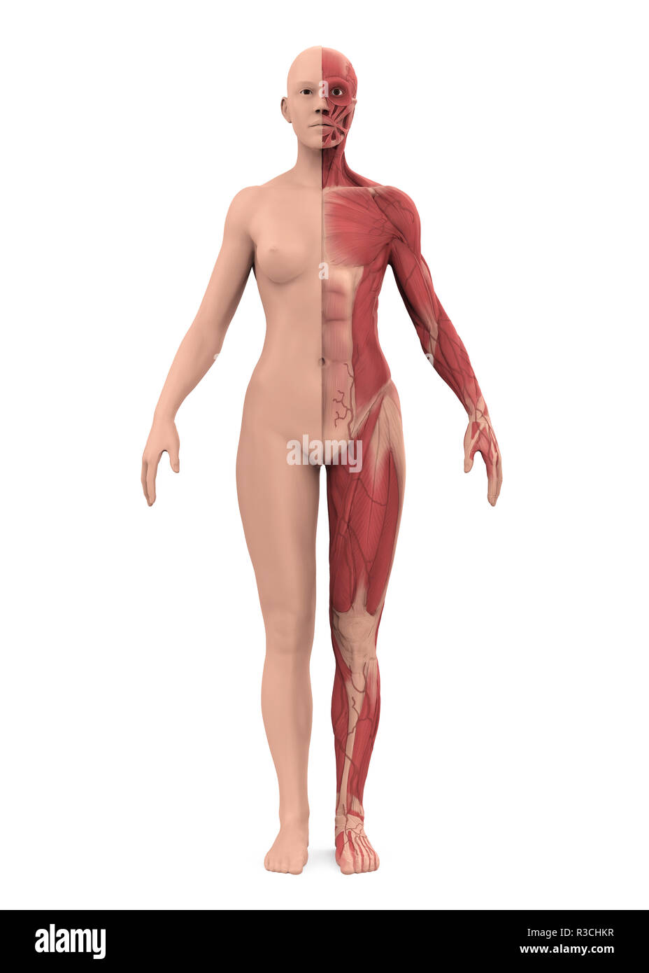 Isolées du système musculaire femelle Banque D'Images