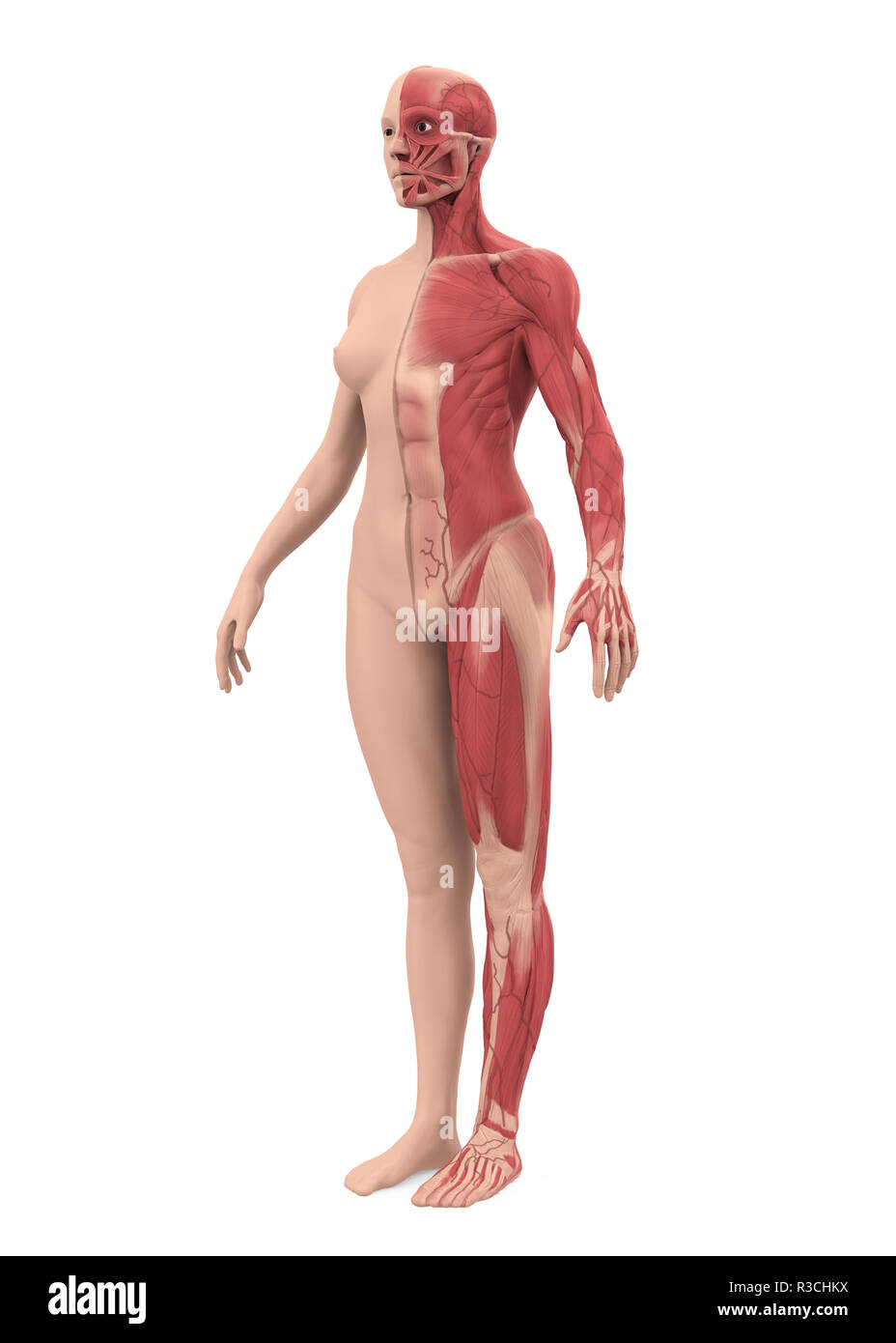 Isolées du système musculaire femelle Banque D'Images