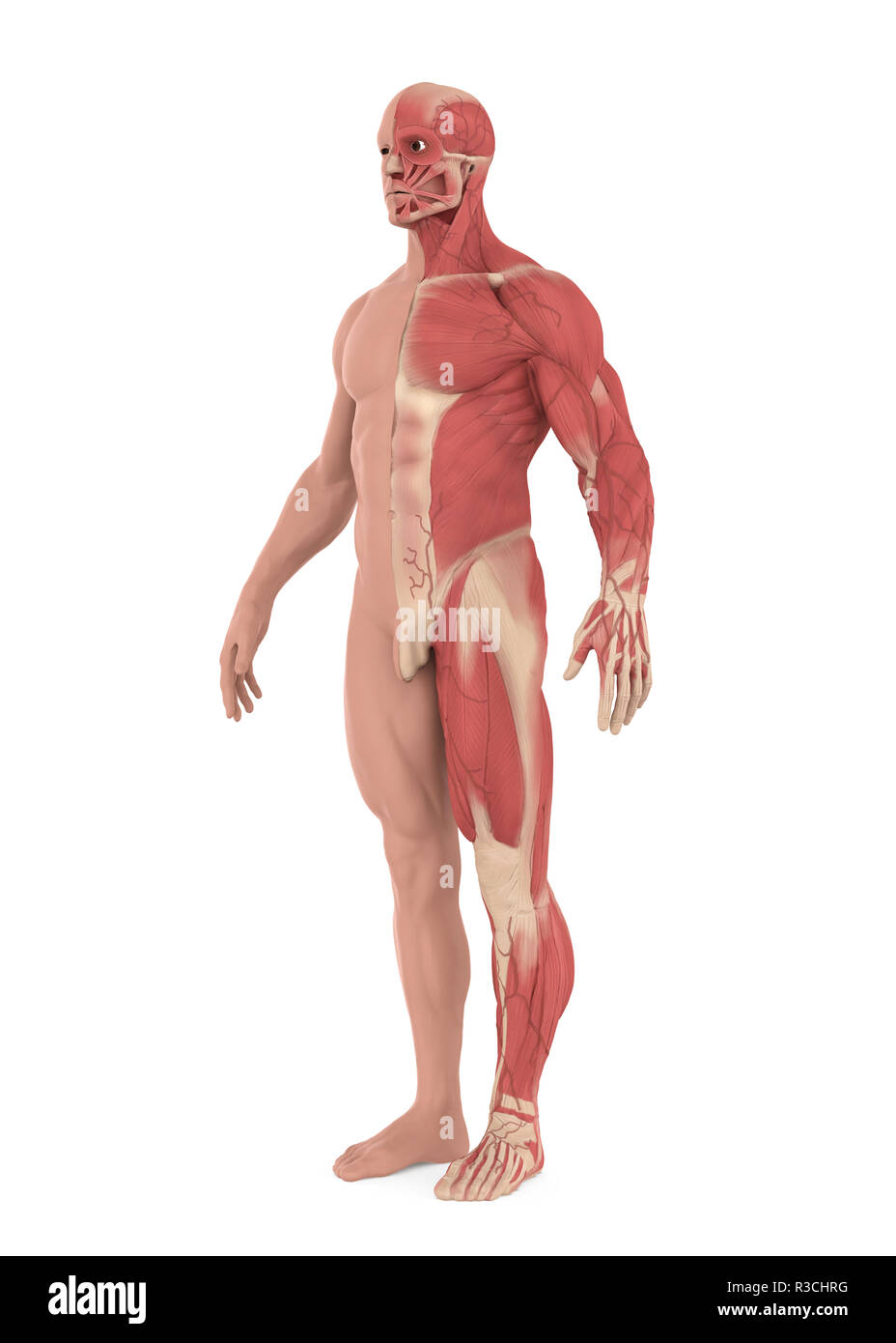 Isolées du système musculaire mâle Banque D'Images