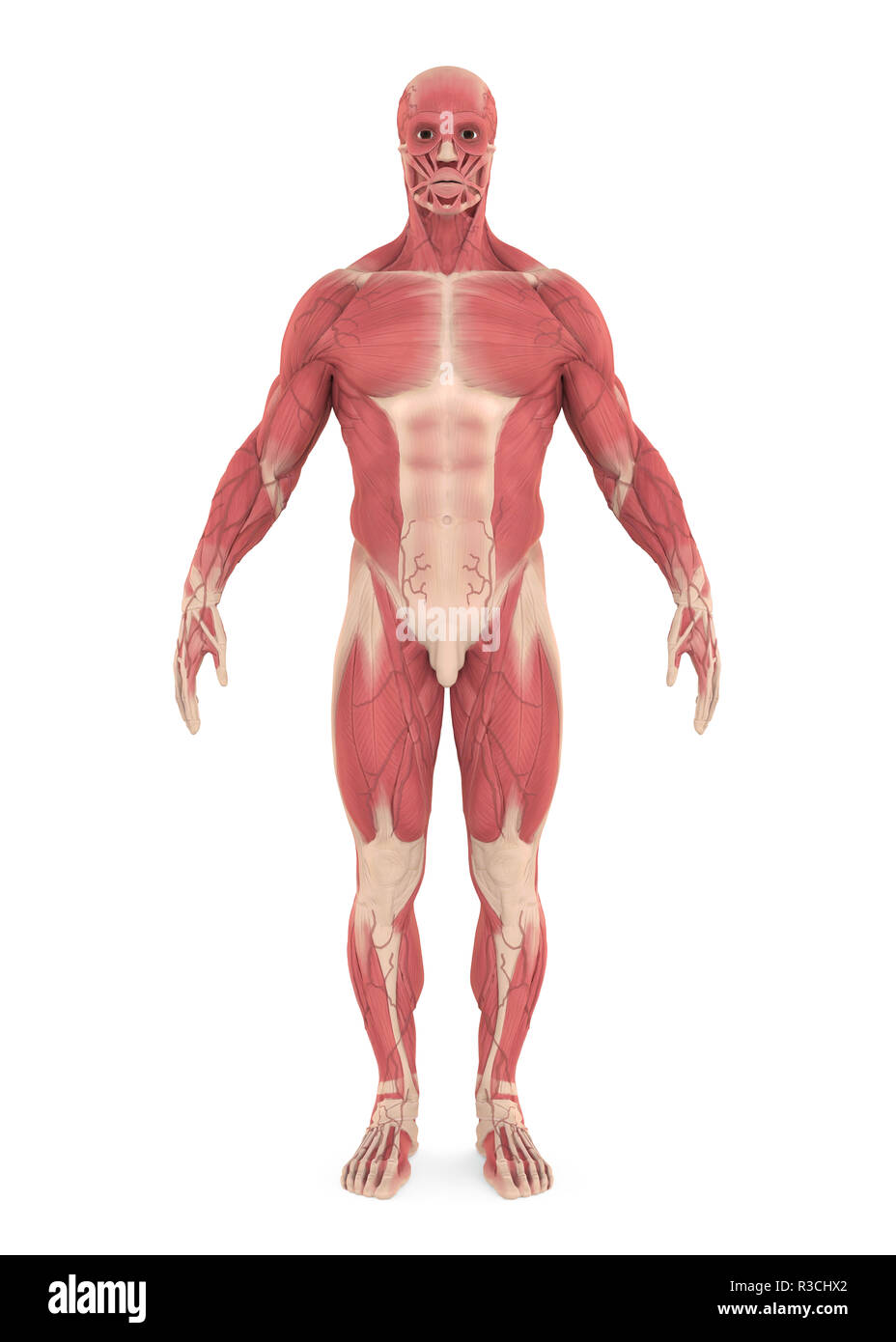 Isolées du système musculaire mâle Banque D'Images