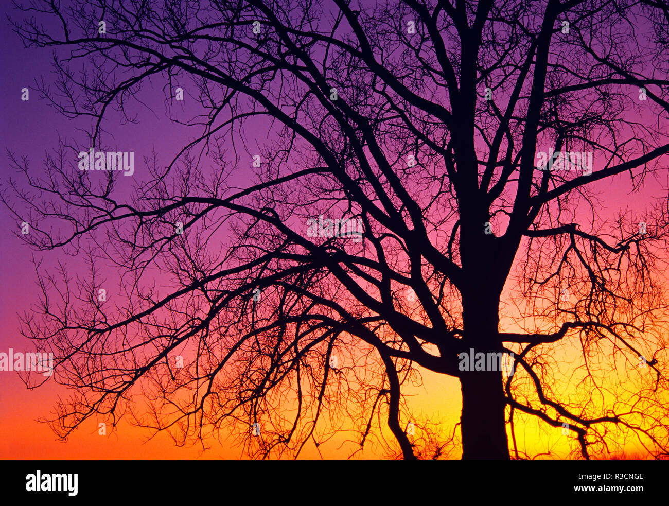 Canada, Manitoba. Arbre généalogique Cottonwood au coucher du soleil. Banque D'Images