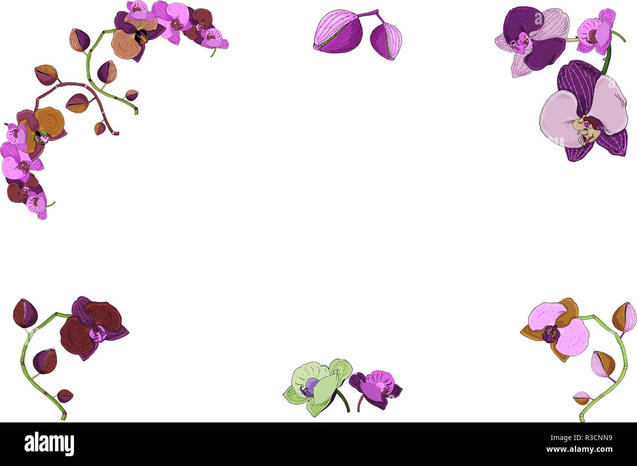 Châssis dessiné à la main de branches d'orchidées, fleurs, bourgeons. Vintage illustration botanique de Phalaenopsis plante tropical isolé de la tige sur le livre blanc backgroun Illustration de Vecteur