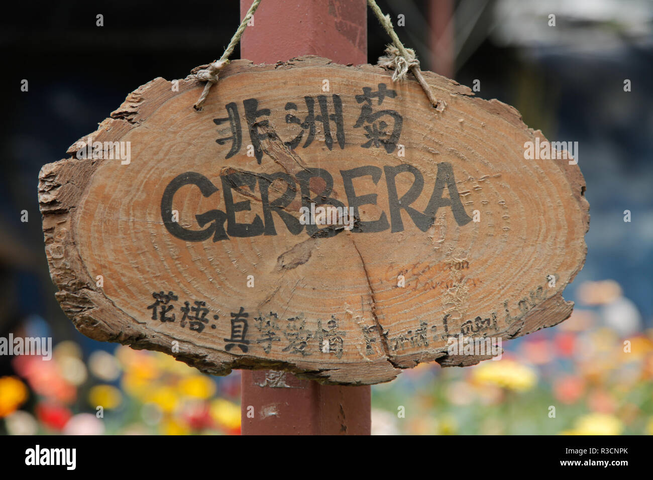 Gerbera panneau rédigé en anglais et malais Banque D'Images