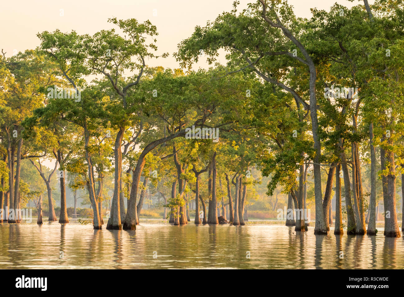USA, Louisiane, Miller's Lake. Arbres en Tupelo lake. Banque D'Images